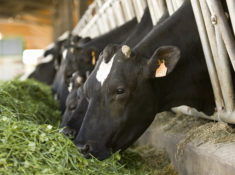 L’alimentation des vaches laitières a-t-elle une influence sur les mammites ?