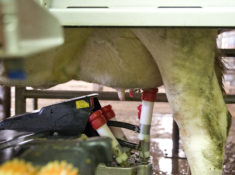 Nouveauté  : une formation sur l’intervention qualité du lait en traite robotisée